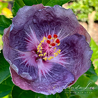 Taiwan Purple Cup